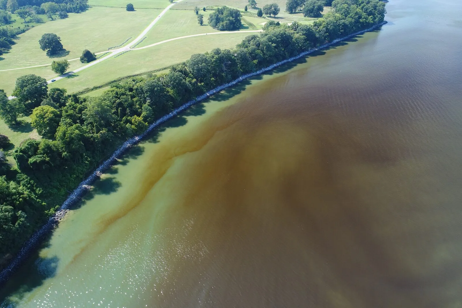 Dense orange-brown water swirling offshore of a green, wooded shoreline on the York River.