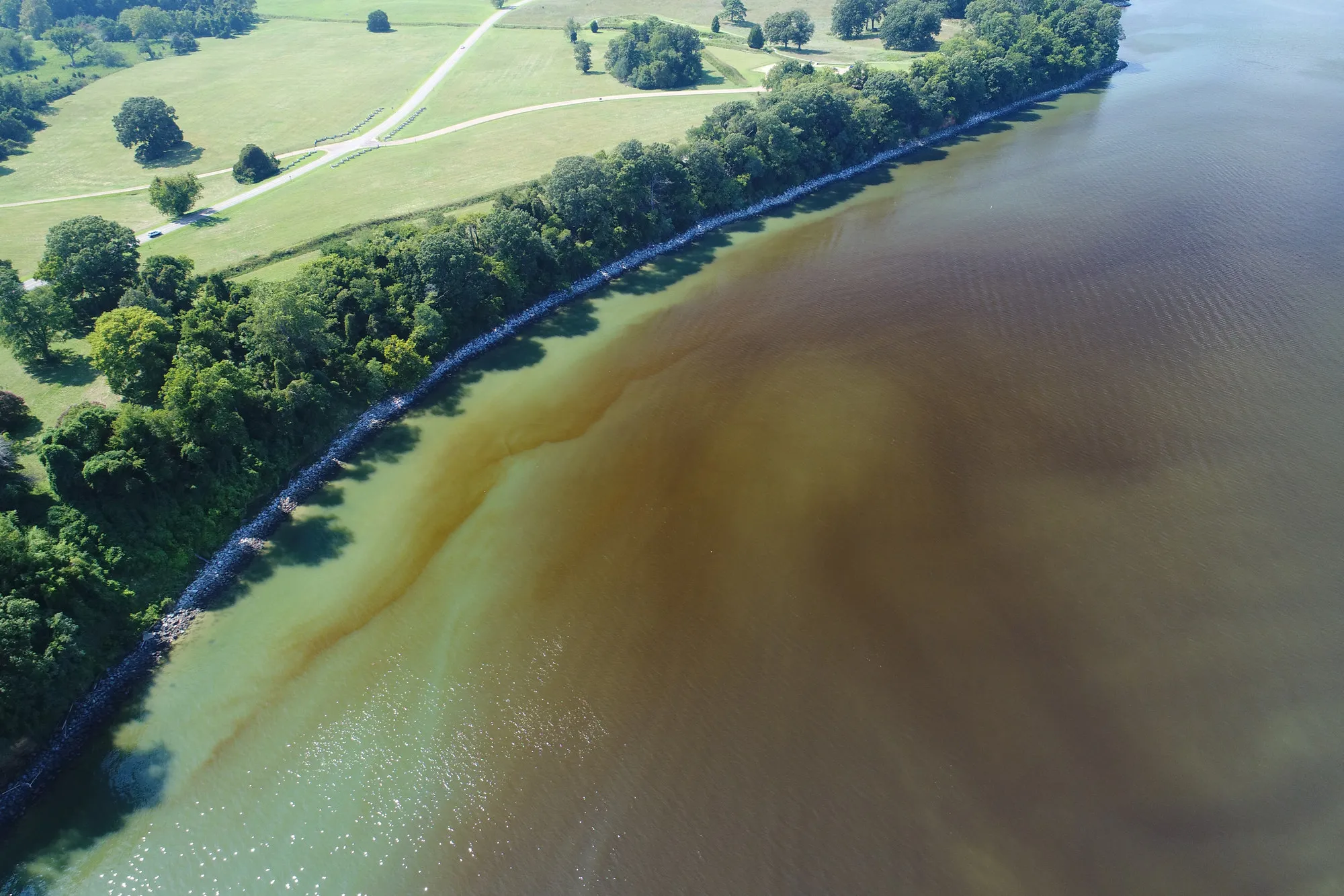 Dense orange-brown water swirling offshore of a green, wooded shoreline on the York River.